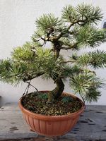 Bonsai
