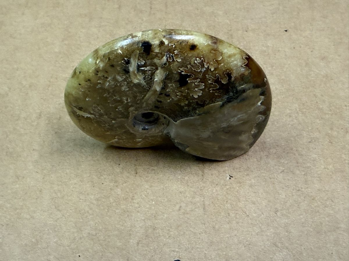 Fossili: Ammonit, Fossil aus der Jurazeit – Usato da Zürich venduto da daki81 2