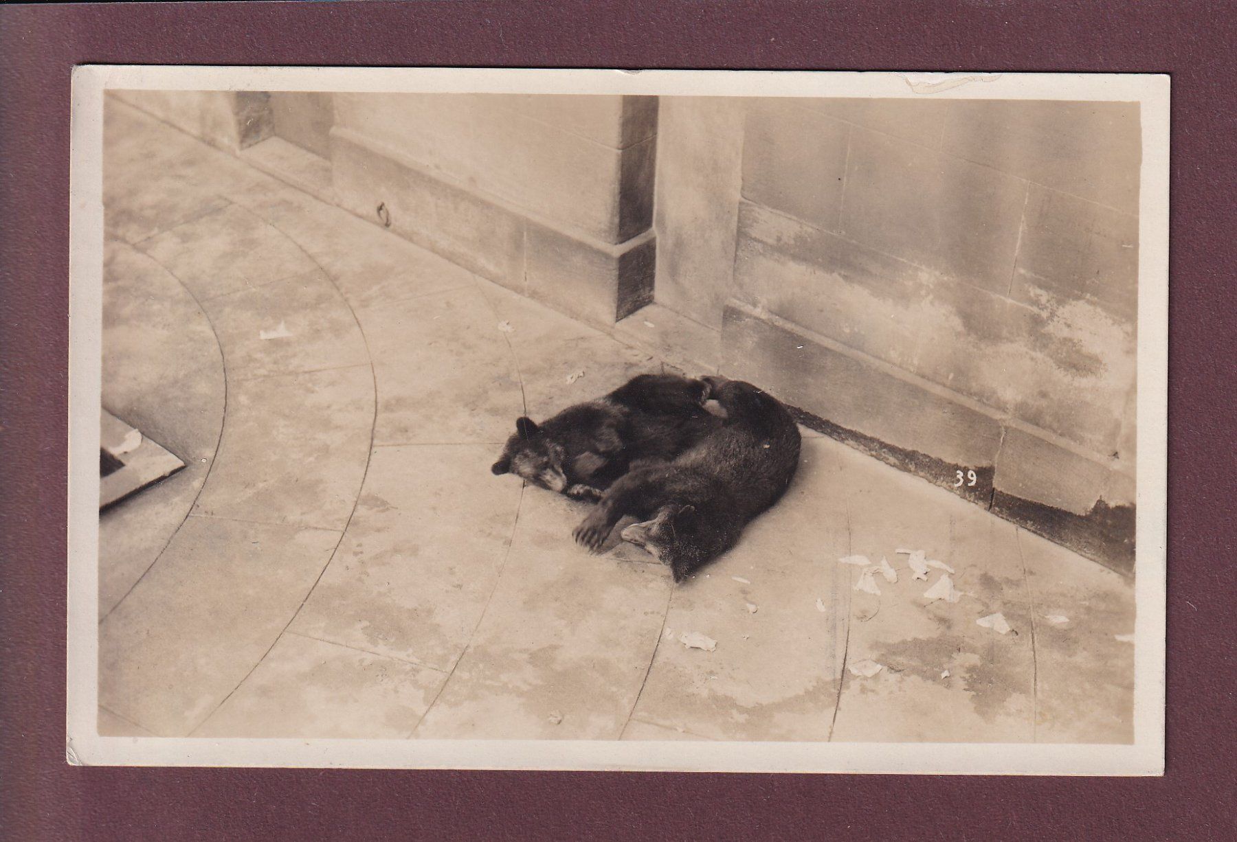 Cartoline postali: BERN - Bärengraben - 1926 – Usato da Pully venduto da nicecards