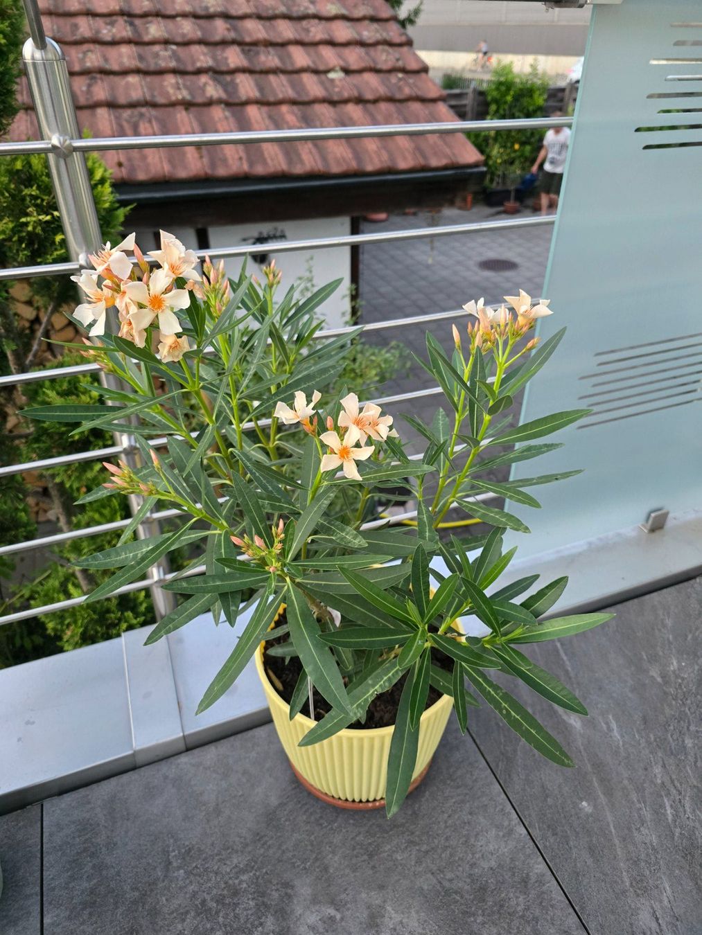 Plantes & graines: Schöner Oleander mit Topf – D'occasion à Aarburg par popkorn65 3