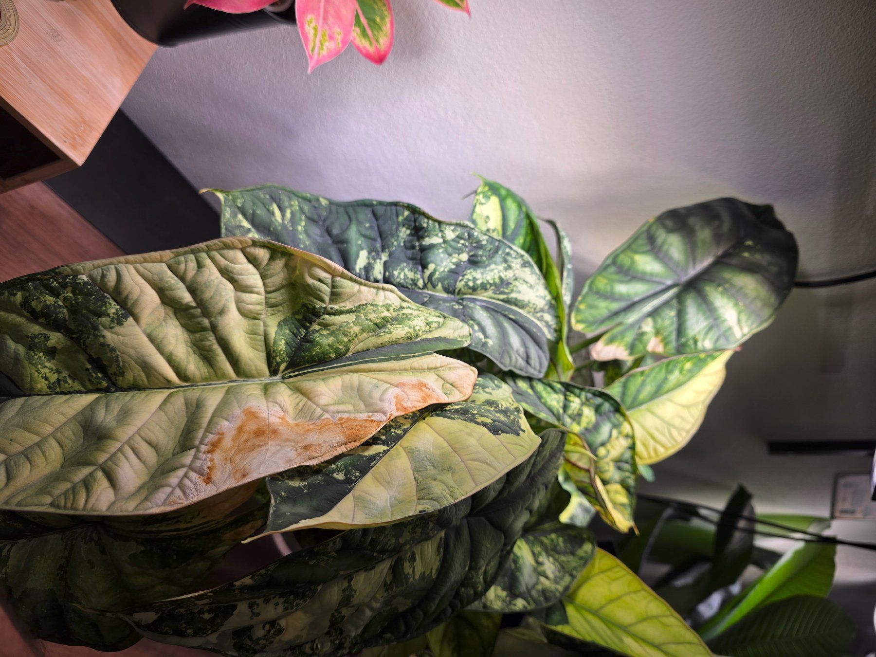 Plantes & graines: Alocasia Dragon scale variegata – D'occasion à Winterthur par jar_w2vp 1