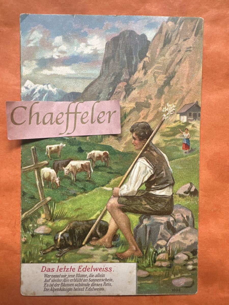 Ansichtskarten: Antike Ansichtskarten aus Österreich 1908. Das letzte Edelwe – Gebraucht aus Zürich von Chaeffeler