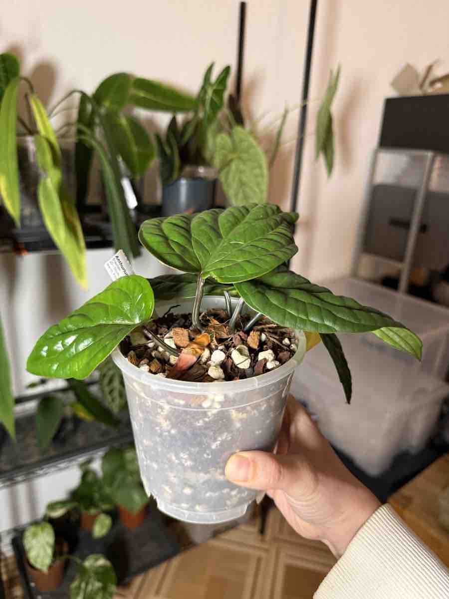 Piante & sementi: Anthurium Radicans – Nuovo (secondo la descrizione) da La Chaux-de-Fonds venduto da Xastera_ 1