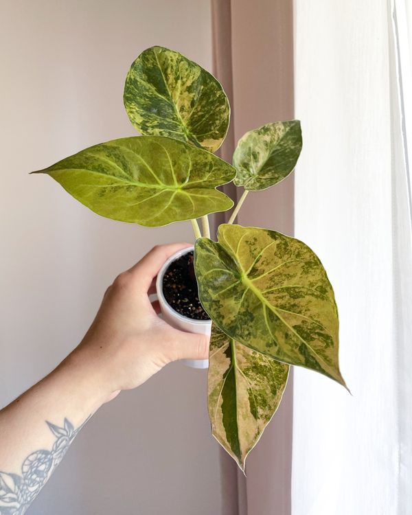 alocasia-wentii-sunset-variegata-neu-gem-ss-beschreibung-in