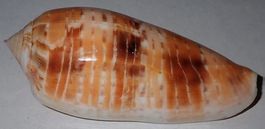SEHR SCHÖNE CONUS DUSAVELI,-MUSCHEL-80,8 MM,--BESTE QUALITÄT