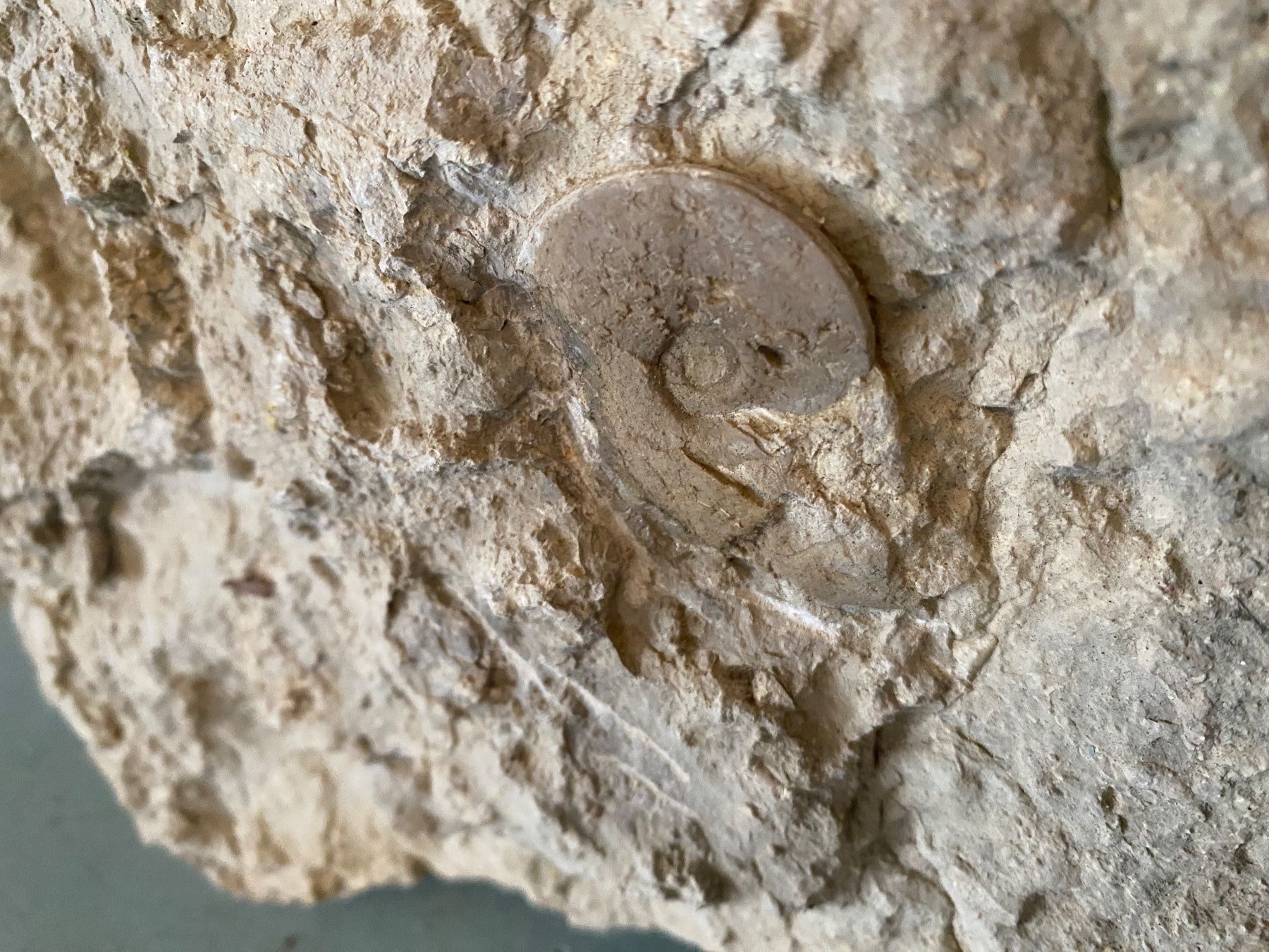 Fossili: Fossilienstufe Schweiz – Usato da Liestal venduto da Stephanoceras1 1