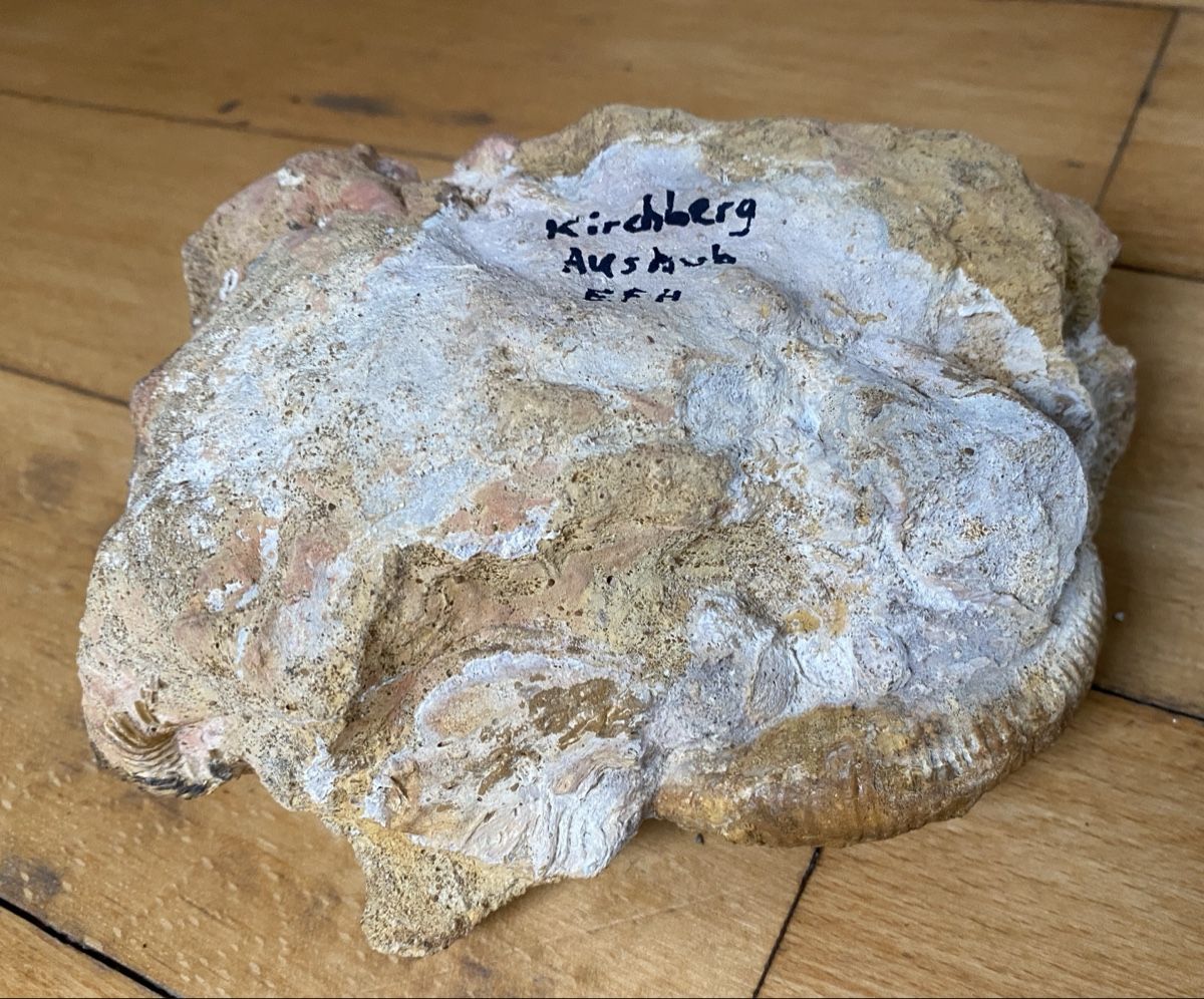 Fossili: Fossilienstufe sehr selten – Usato da Liestal venduto da Stephanoceras1 5