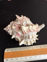 Muschel schöne Tritonhorn-Schnecke