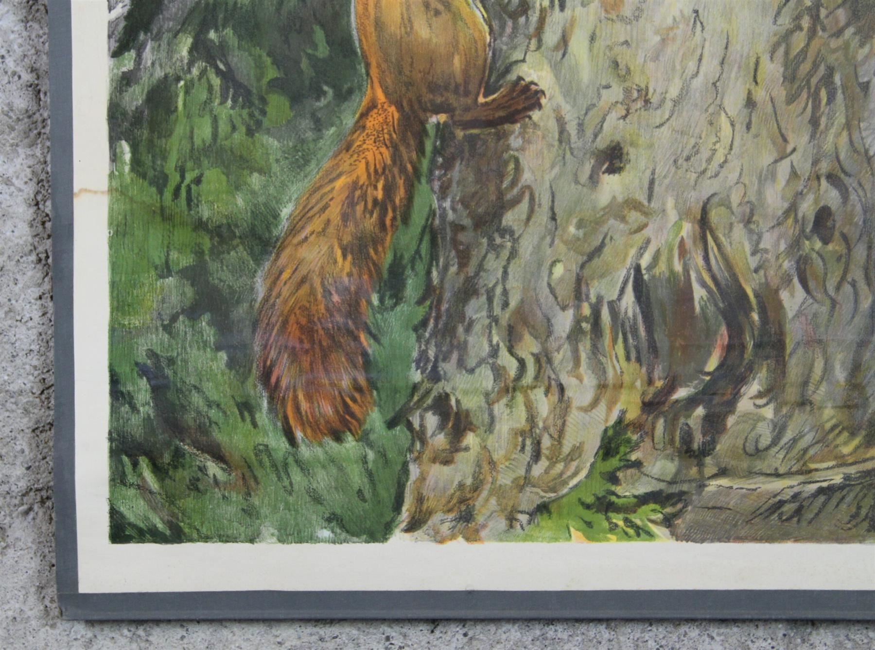 Posters & Illustrations: Schulwandbild "Eichhörnchen" Nils Tiren – D'occasion à Birrwil par brandschatz_birrwil 3