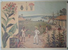 Historisches Schulwandbild  – Tabak Tabakernte