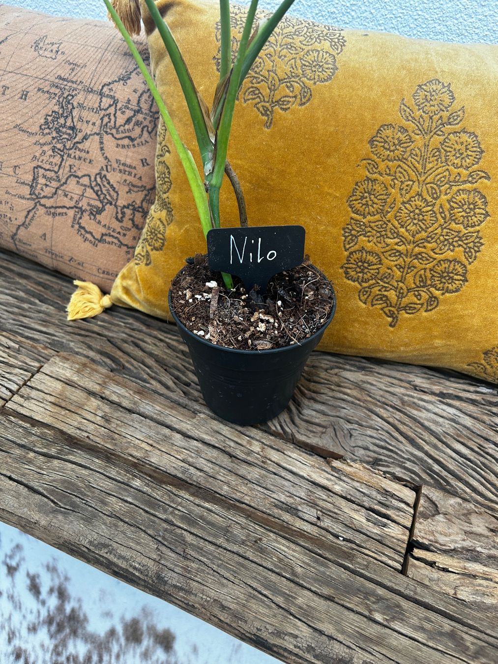 Piante & sementi: Monstera burle marx flame💚 – Usato da Wattwil venduto da Mikesplantshop 2
