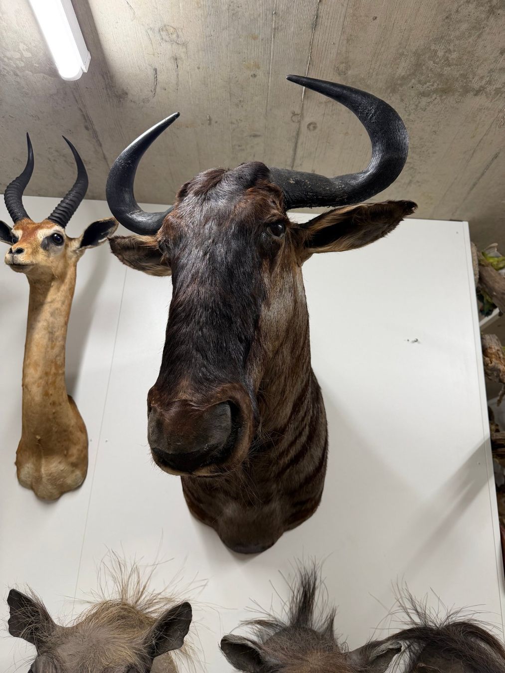 Welt der Tiere: Gnu Präparat – Gebraucht aus Pfaffnau von Yoka0 1