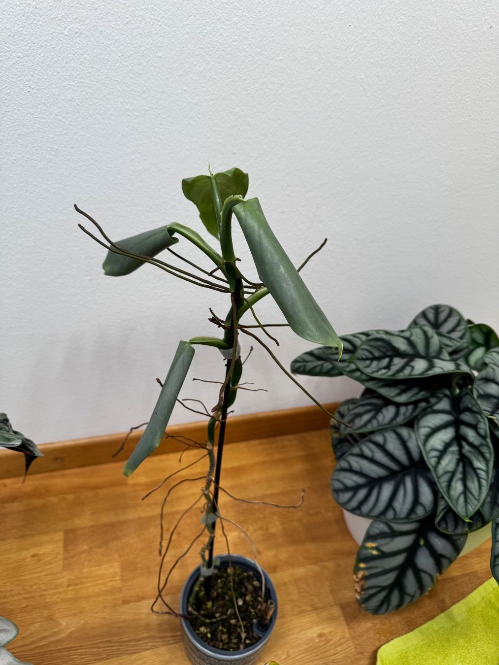 Piante & sementi: 🌱 Sadplant: Philodendron silver sword – Usato da Niederbuchsiten venduto da GreenGems 3
