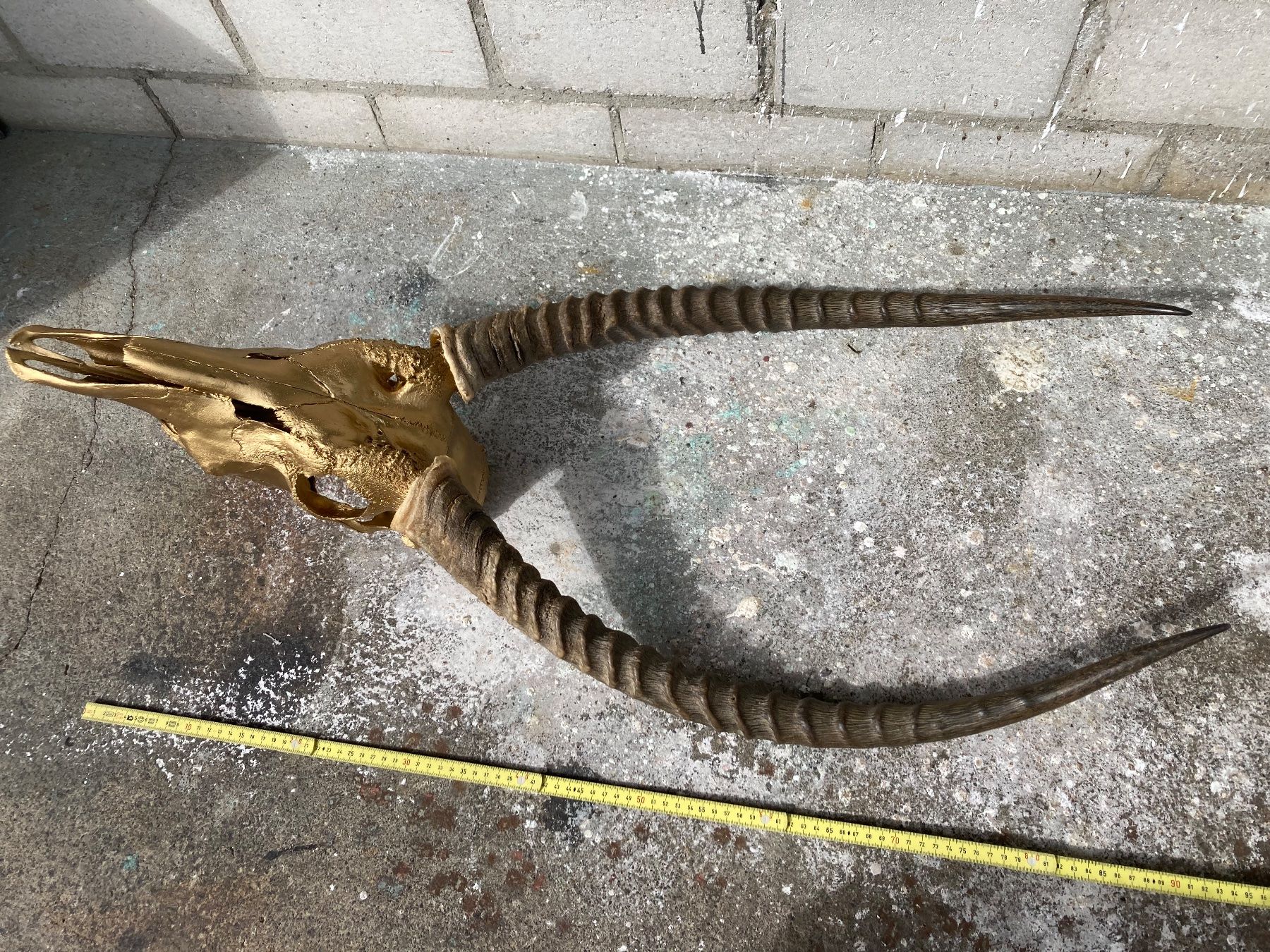 Il mondo degli animali: Wasserbock Trophäe 2 – Usato da Grosswangen venduto da arum01 1