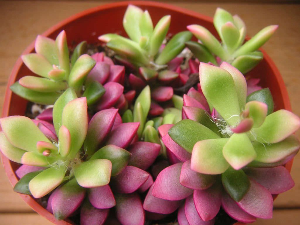 Piante & sementi: Anacampseros telephiastrum variegata 'Sunrise' Samen – Nuovo (secondo la descrizione) da Zürich venduto da The_Plant_Wizard