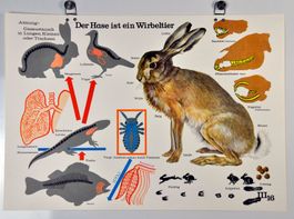 Schulwandbild : der Hase ist ein Wirbeltier @mars
