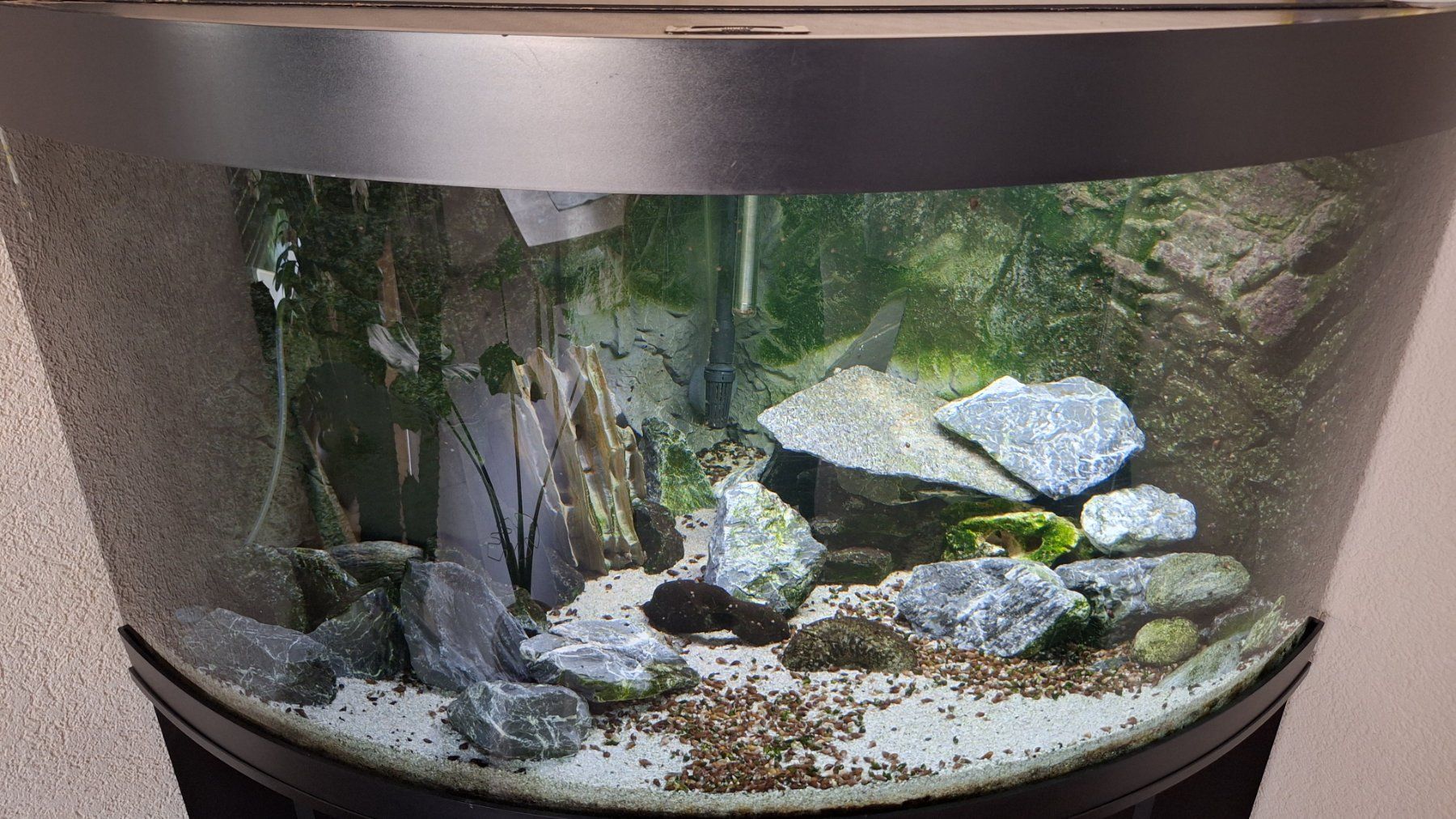 Acquari: Aquarium Juwel Trigon 350 Liter – Usato da Erschwil venduto da anjopira 1