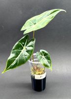 🌿 Alocasia Purple Veins - Jungpflanze #1