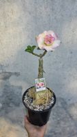 Veredelte Wüstenrose Gefüllte rosa-weiße Blüten