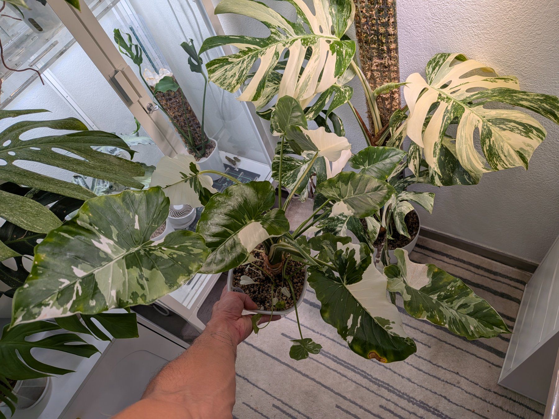 Piante & sementi: Bulbe Alocasia Okinawa Silver – Usato da Genève venduto da Venellah 1