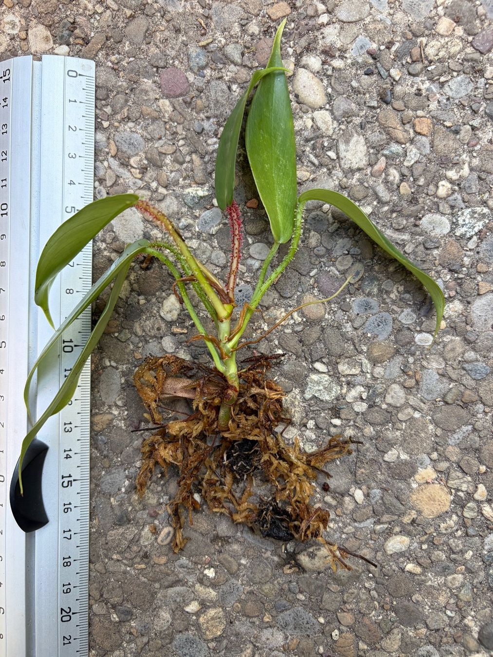 Piante & sementi: Philodendron squamiferum, Jungpflanze – Usato da Winterthur venduto da Aniger 2