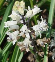 Ab 5.- fr! 5 Wildblumensamen: "Bellevalia romana" Mehrjahrig