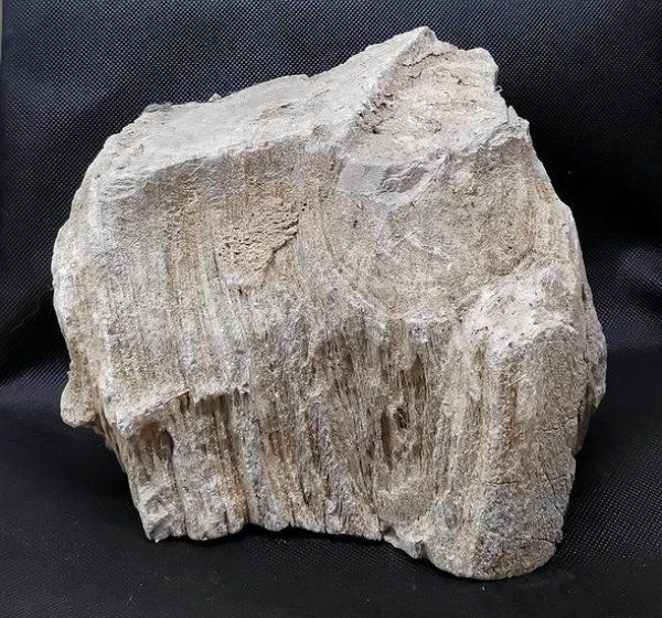 Fossili: Versteinertes Holz Indonesien – Nuovo (secondo la descrizione) da Walenstadt venduto da vkt_qc8d 2