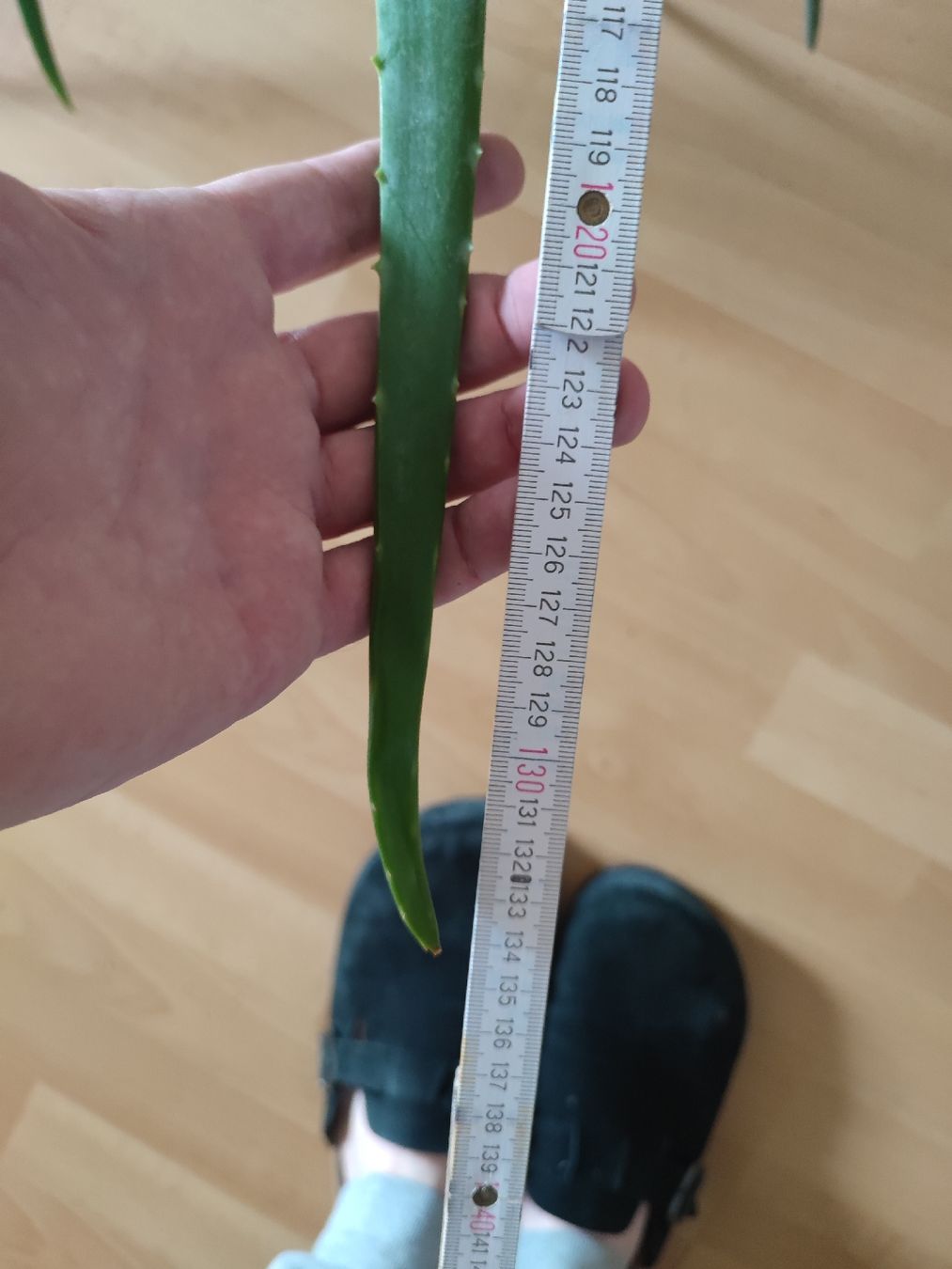 Pflanzen & Samen: Grosse Aloe Vera Pflanze 130cm – Neu (gemäss Beschreibung) aus Hefenhofen von jap.car 4
