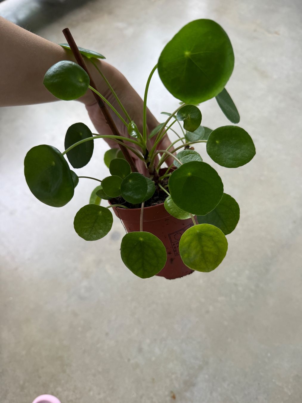 Piante & sementi: Pilea Pflanze – Usato da Bern venduto da Wil.Wayne 2