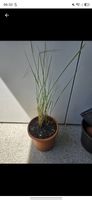 Reitgras Karl Foerster - Calamagrostis acutiflora