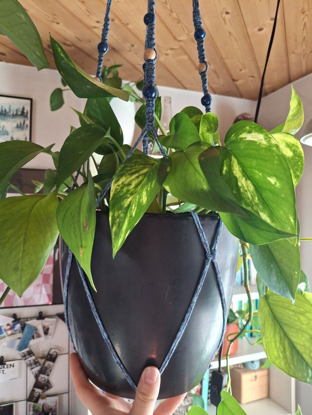 Piante & sementi: Pothos/Efeutute Stecklinge (bewurzelt) – Nuovo (secondo la descrizione) da Wila venduto da mal_e_na 2
