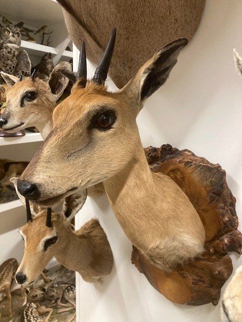 Welt der Tiere: Rehantilope – Gebraucht aus Pfaffnau von Yoka0