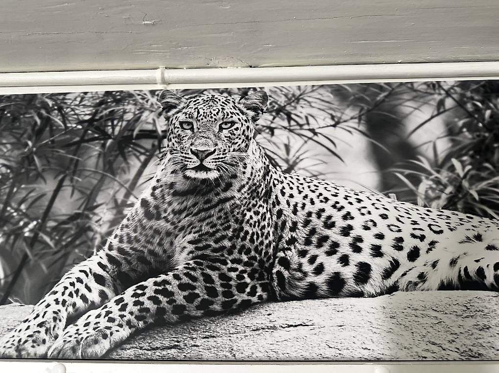 Foto & Immagini: 3 Raubkatzen Bilder – Usato da Dübendorf venduto da ser_v5wy 3