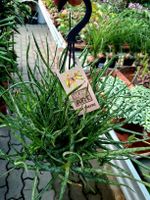 Sammlerrarität: ALOE BAKERI H 30cm, D 30cm im Hängetopf