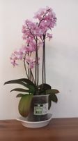 Plante Phalaenopsis Multiflora 