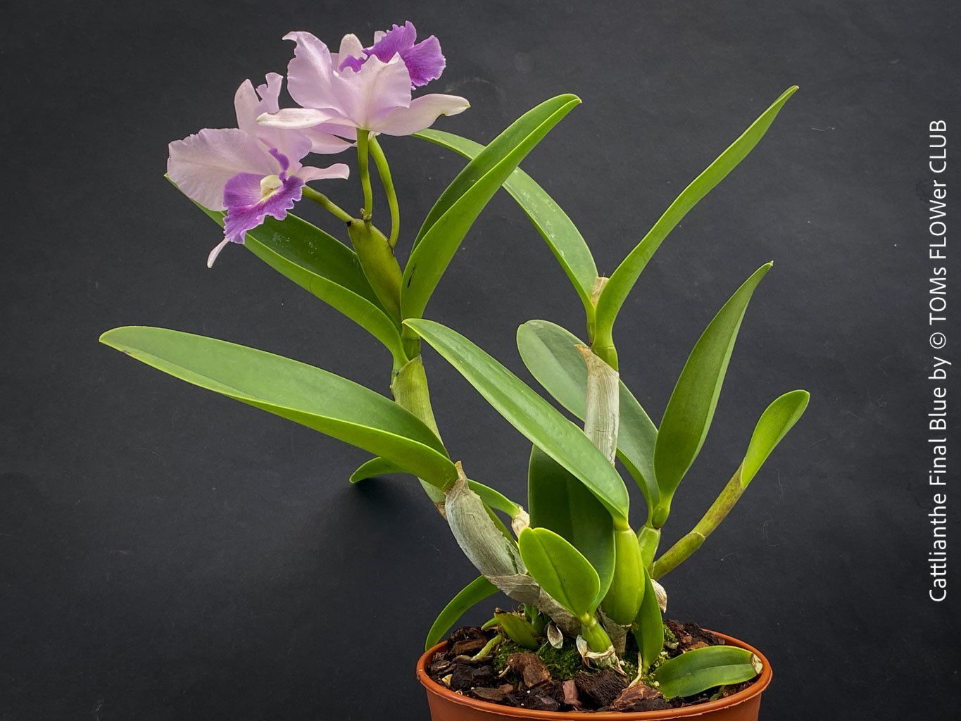 Piante & sementi: Cattlianthe Final Blue - magisch duftende Blau-Cattleya – Nuovo e nell'imballaggio originale da Adliswil venduto da TAKEYOURPLANT 9