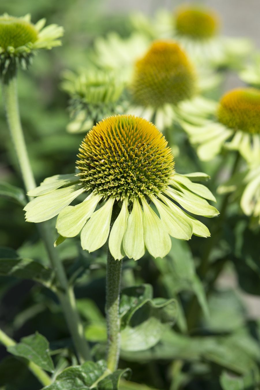 Piante & sementi: 15 Samen  Echinacea ALAN'S PRIDE – Nuovo (secondo la descrizione) da Ehrendingen venduto da VerveinaSamen 1