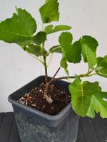 Türkische Art Schwarze Feigenbaum im Topf junge Pflanze