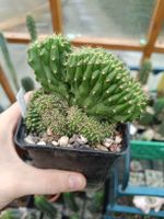 Trichocereus TPM x Zelly SAN PEDRO 