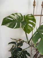Monstera Deliciosa Variegata Pflanze mit Rankgitter 