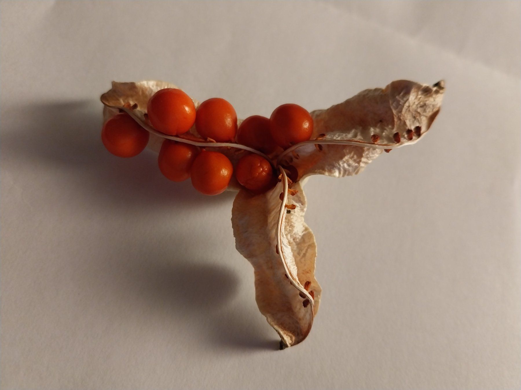 Piante & sementi: Crocosmia Red King Samen 7Stk. – Usato da Schwaderloch venduto da bademeister79 1