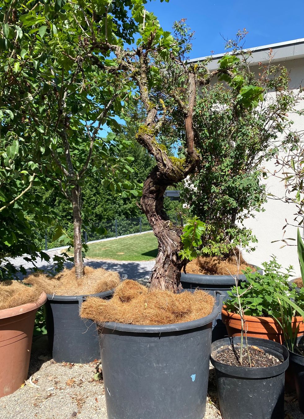 Plantes & graines: Weinstock Trauben  Pflanzen Blumen – D'occasion à Dottikon par 6571 2
