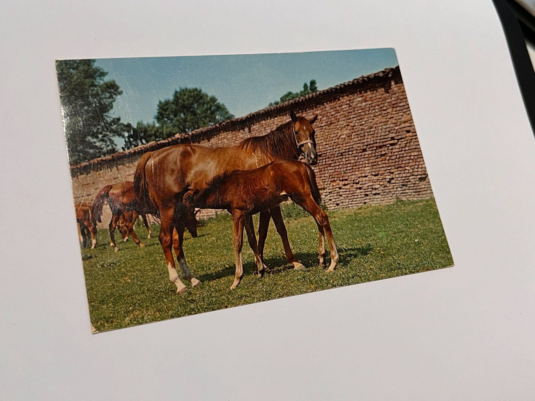 Ansichtskarten: Postkarte Pferde Italia – Gebraucht aus Riva san vitale von abd_p86k