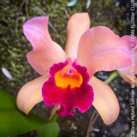 Cattleya Hybrid - Lachsorange-Magenta blühende Orchidee