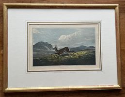 Stich koloriert Rebock im Hochland gerahmt,  hinterGlas