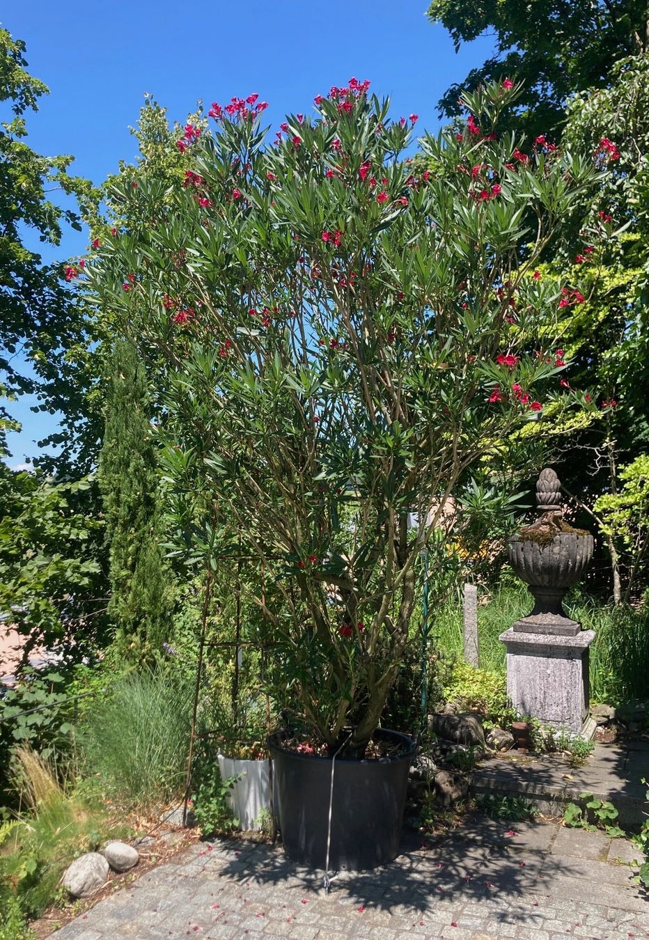 Pflanzen & Samen: Oleander – Gebraucht aus Rumlikon von Ambiente_Brocante