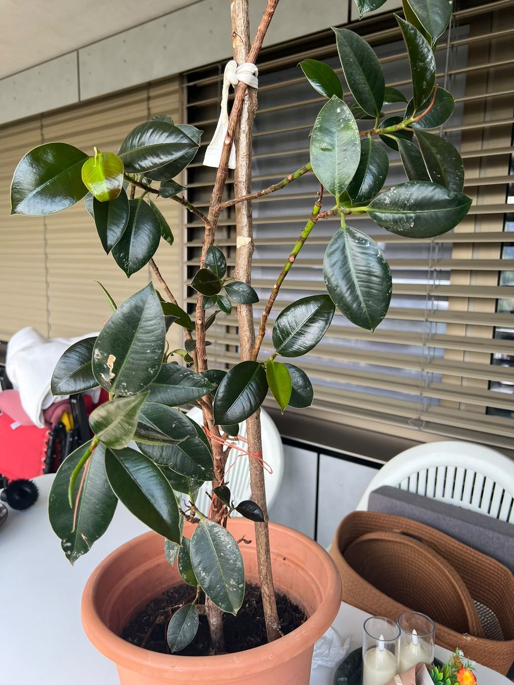 Piante & sementi: Gummibaum Ficus Pflanze  – Usato da Zürich venduto da Abrar123