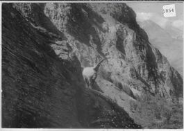 Vintage Postkarte Steinbock in den Alpen, ungebraucht!