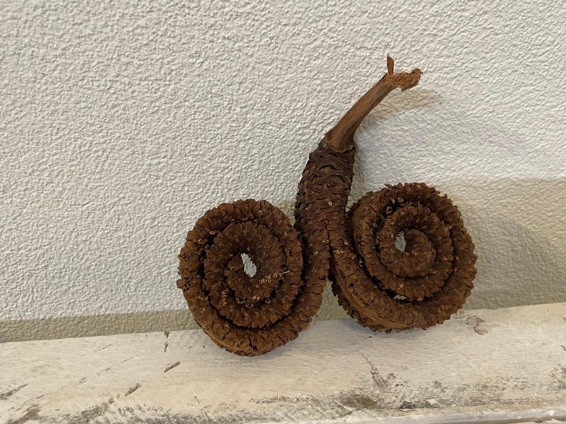 Tutte le decorazioni: Palmenblüten zur Dekoration – Nuovo (secondo la descrizione) da Embrach venduto da pifu_gmbh
