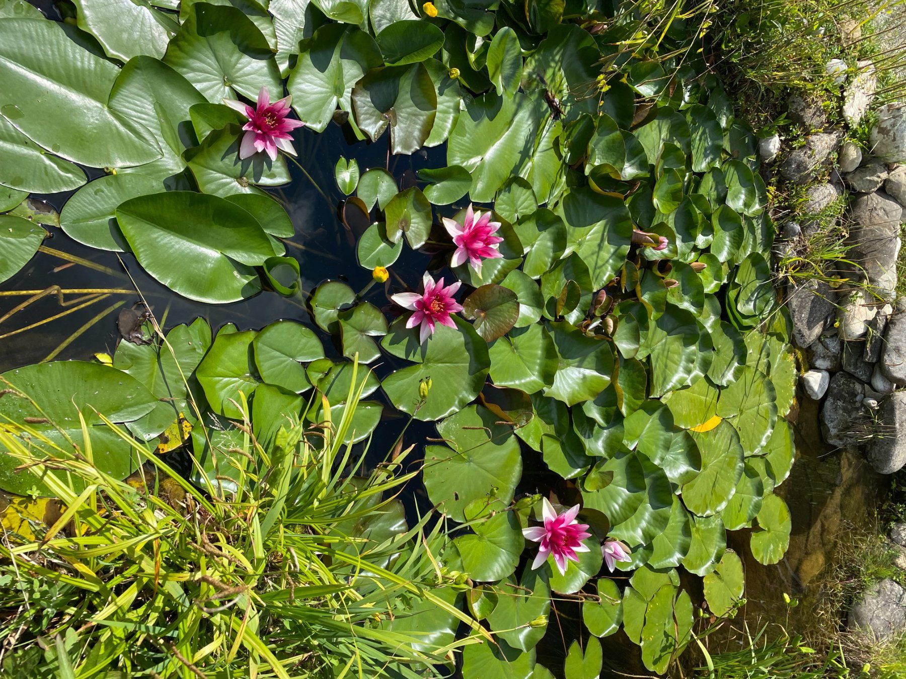 Piante & sementi: Teichrose Seerose – Usato da Malters venduto da Pek7
